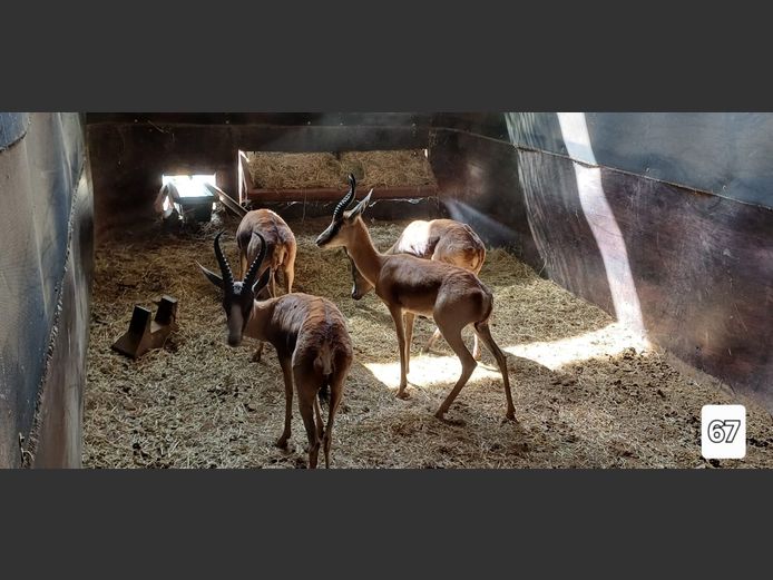 KOPER SPRINGBOK | ONGELUKSKOP SAFARI'S