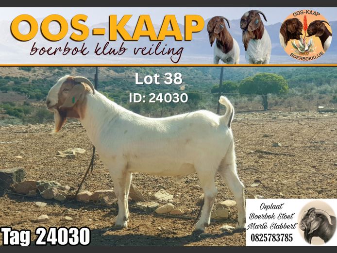 24-30 | Osplaat Boerbokstoet