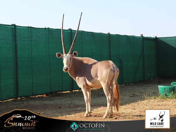 42 6/8" Golden Oryx Bull