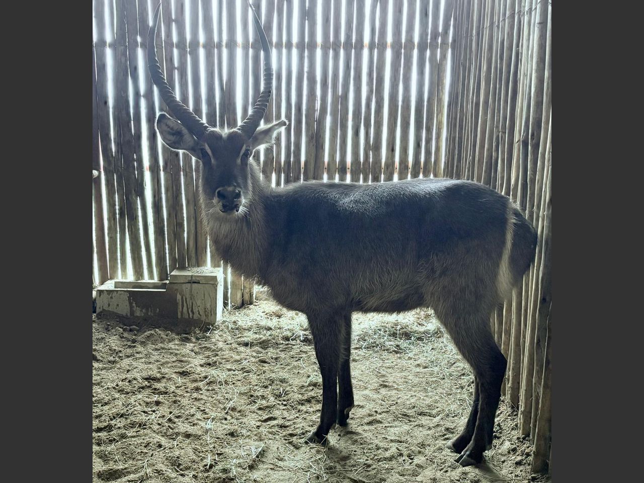 images