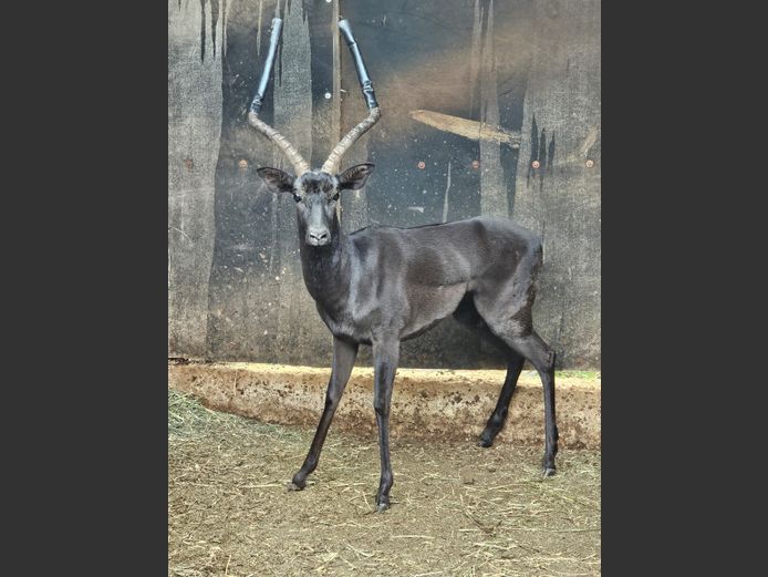 SWART ROOIBOK | VIKELA GAME