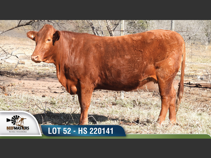 HS 220141 | HARDUS-STEENKAMP