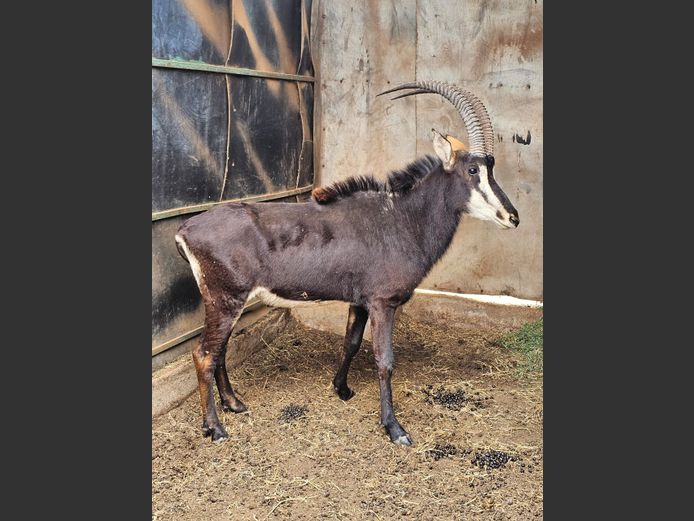 SABLE | GNG PROJECTS