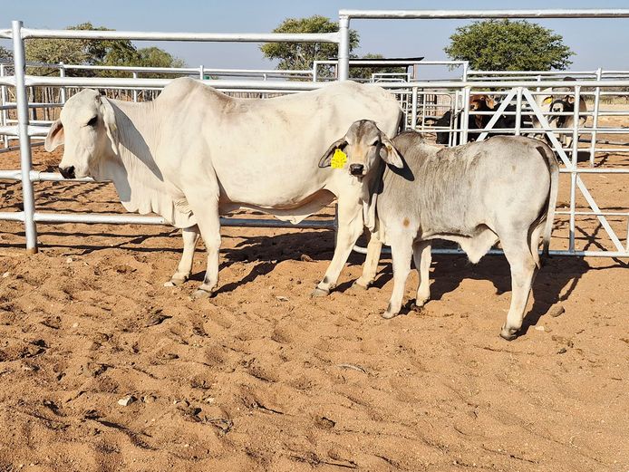 14-0005DNC | DANECO BRAHMAN STOET