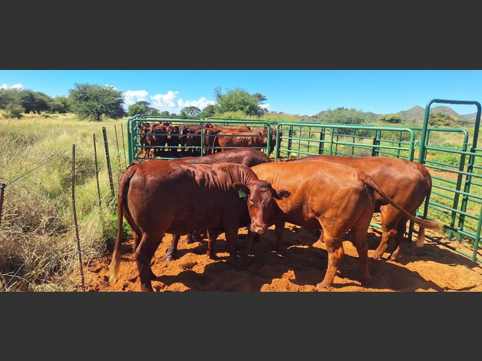 Commercial Animals | Eal Boerdery