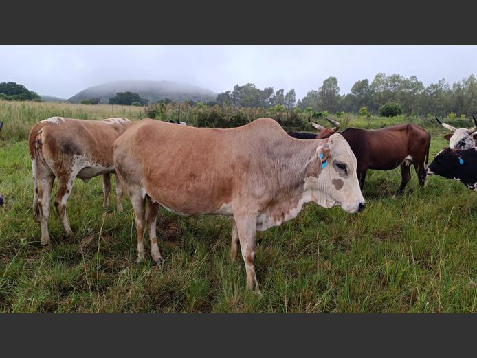 Commercial Animals | DAISIEBOO FARMS (Pty) Ltd