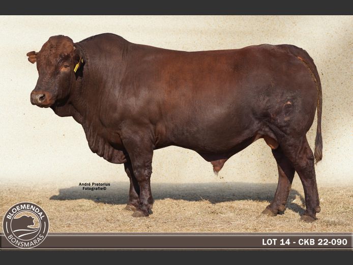 CKB220090