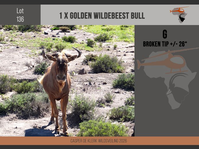 Golden Wildebeest (+- 26")