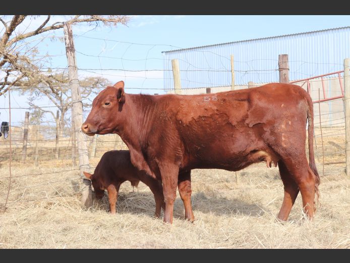 Pregnant Heifers