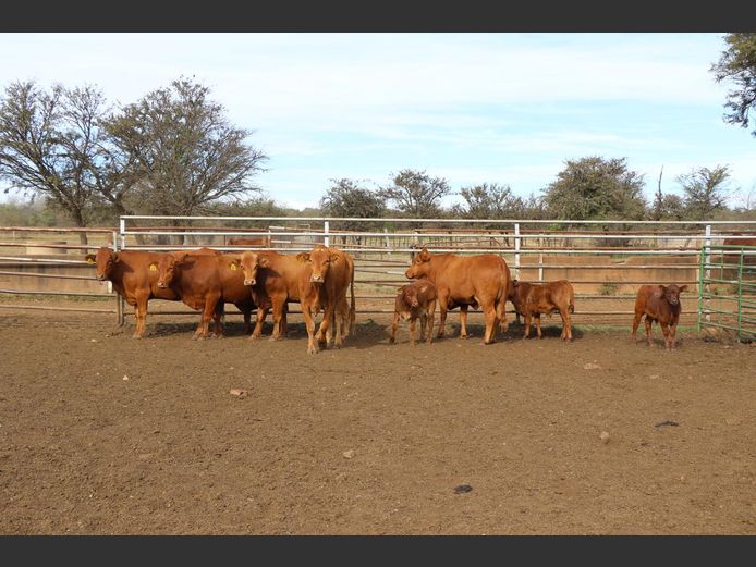 Commercial Animals | JP DU PREEZ