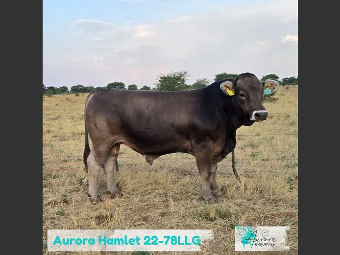 22-0078LLG | AURORA BRAUNVIEH