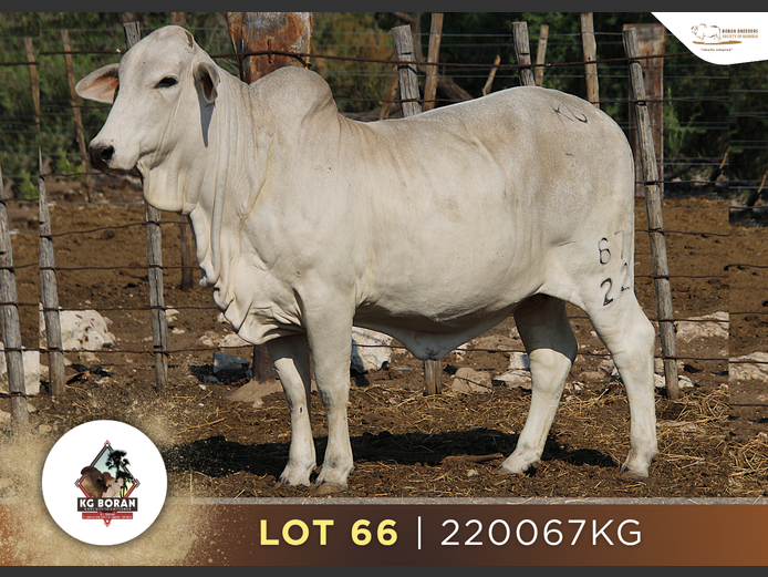 22-0067KG | GUNZEL BORAN