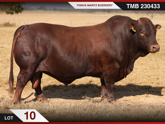 TMB 230433 HH(c) | THINUS MARITZ BOERDERY