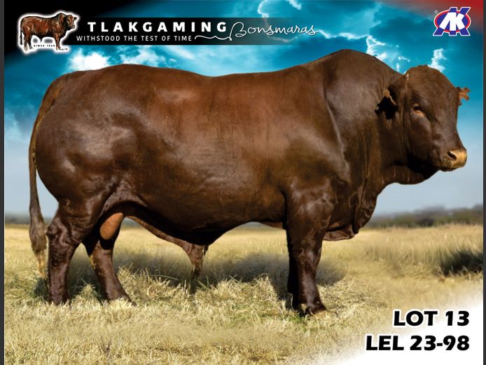 LEL230098 | LEE & SON