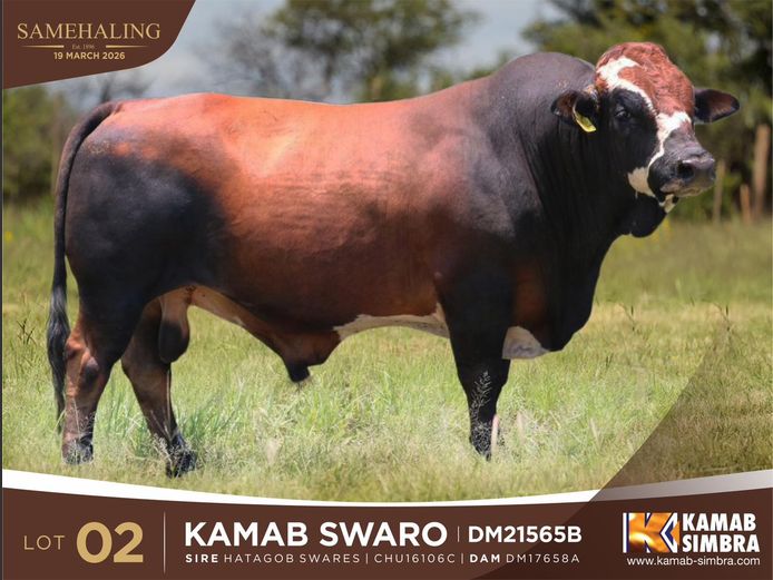 DM21565B | KAMAB SIMBRA