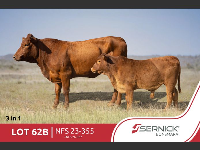 NFS 230355 | SERNICK BONSMARA STOET