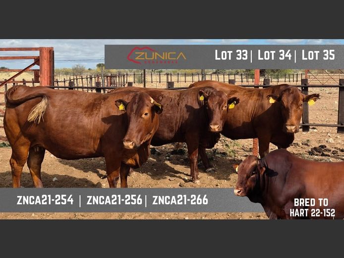 ZNCA210254 | N.J. VAN HEERDEN