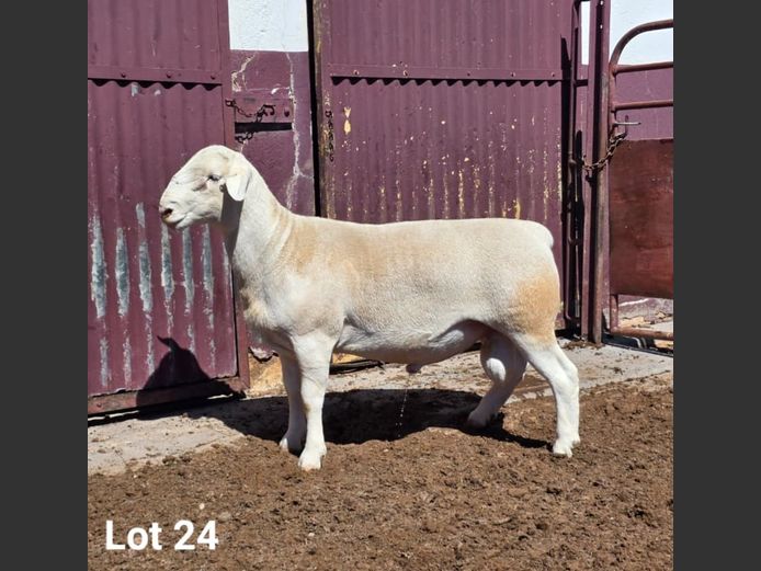 25009 | KASTEEL WITDORPERS