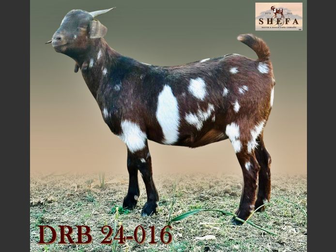 DRB 24-0016 | Shefa Besbosmara