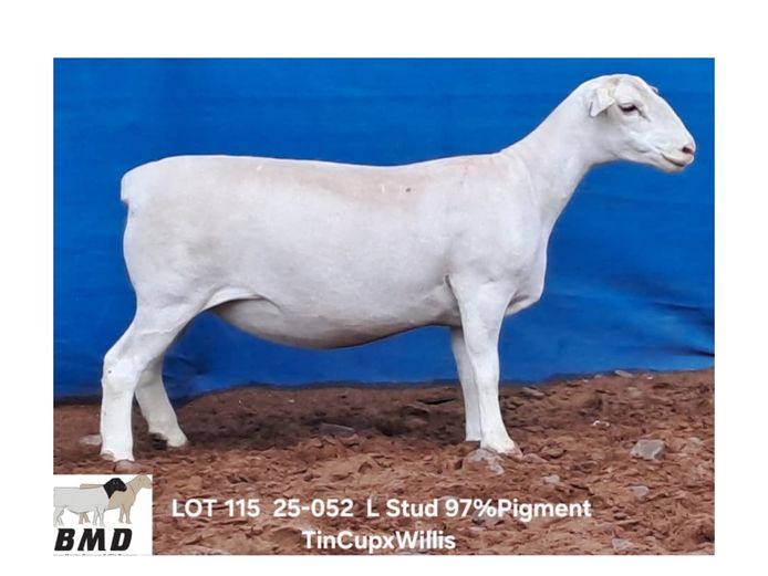 25-052 | BROER MARITZ DORPERS