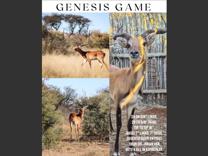 Lechwe