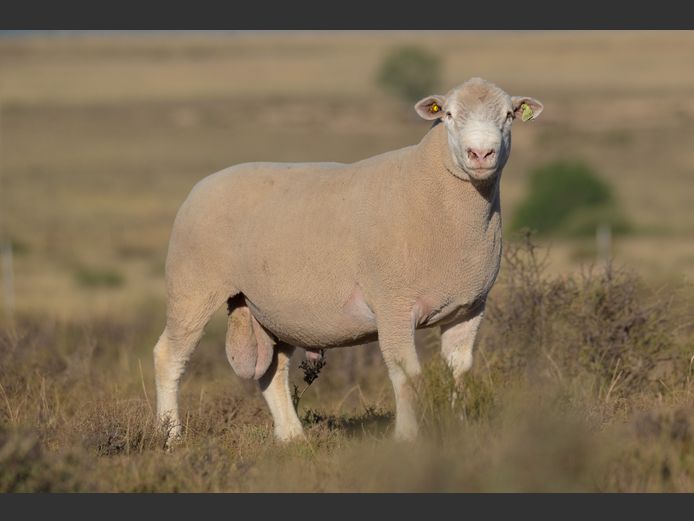 HE 240246 | EKSTEEN’S HATARI DORMER STUD
