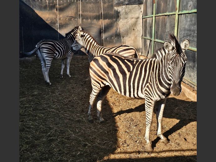 ZEBRA | ZEBULA