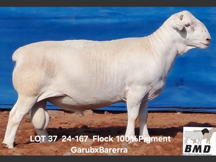 24-167 | BROER MARITZ DORPERS