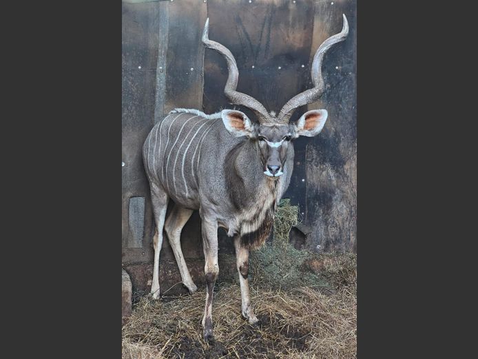 KUDU 53" | KARIA BELEGGINGS