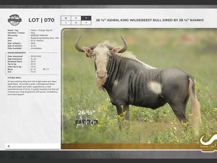 Wildebeest - King | Exclusive Vet CC