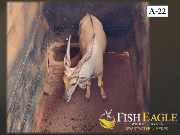 ELAND