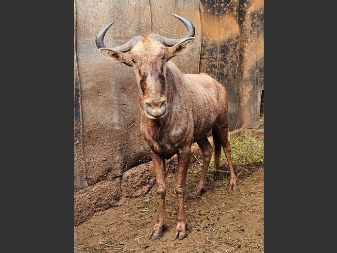 GOLDEN GNU | AYLESHAM TRUST