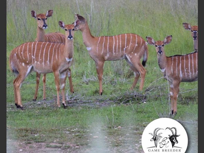 Nyala Females | WATERBERG PLATO GAME BREEDERS