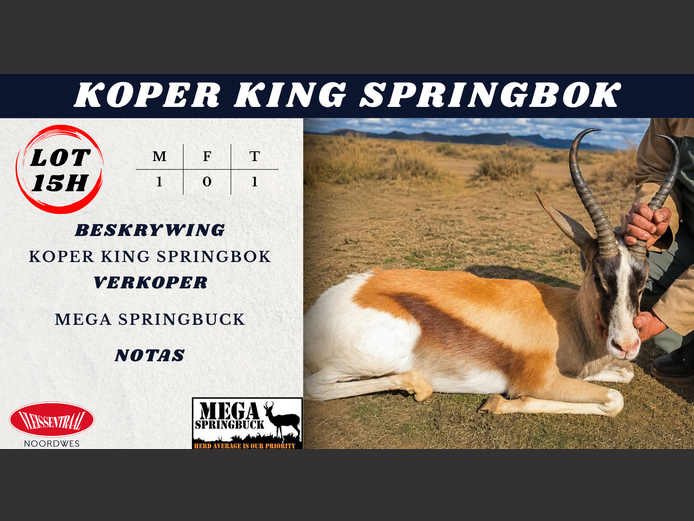 Koper king SPRINGBOK