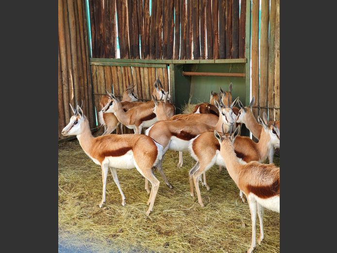 Springbok | Helicon