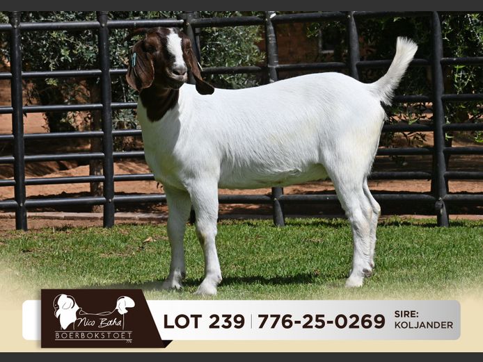 776-25-0269 | Nico Botha Boerbokstoet