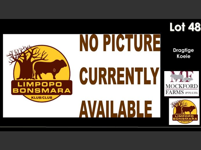 Commercial Animals | Mockford Farms