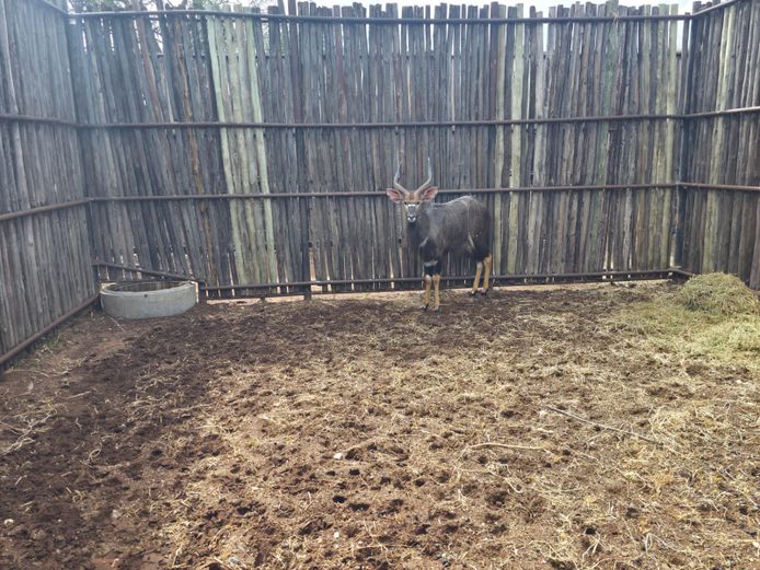 NJALA | ALESIA BOERDERY