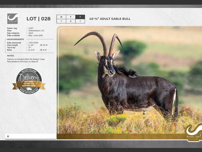 Sable | Woody Cape Wildlife (Pty) Ltd