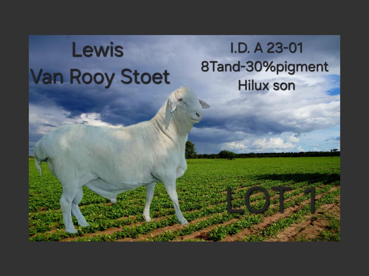 Lot 1 | KAUU VAN ROOY STUD 4TH PRODUCTION AUCTION | SwiftVEE | South ...