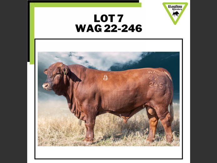 WAG 22-0246 | WAGNOU BEEFMASTER