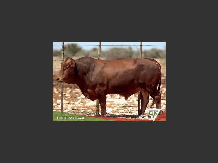 DKT 230044 | DKT BONSMARA