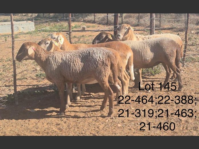 22-388 | DIRK LOTTER