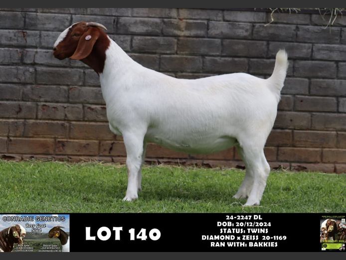 24-2247 DL | DAWID LOUW