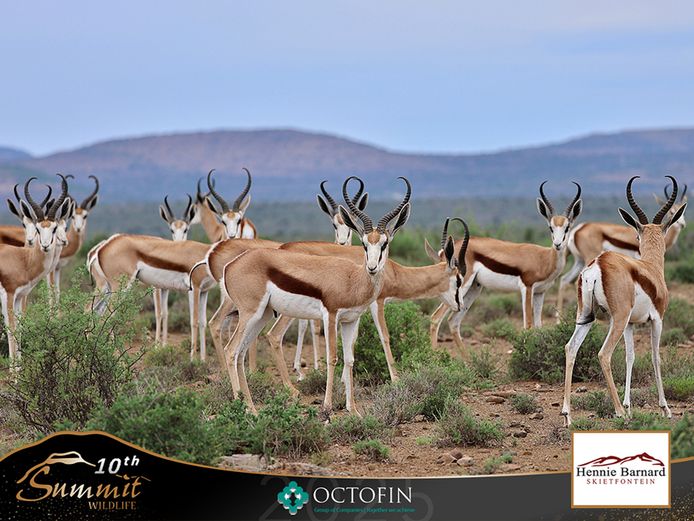 17" Springbok Ram	