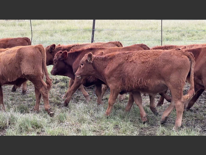 Commercial Animals | Tweeddale Farms