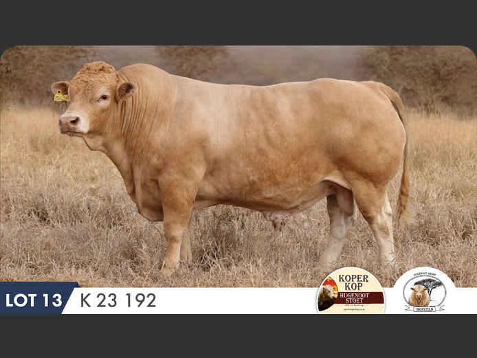 K230192 HH | KOPERKOP HUGENOOT STOET