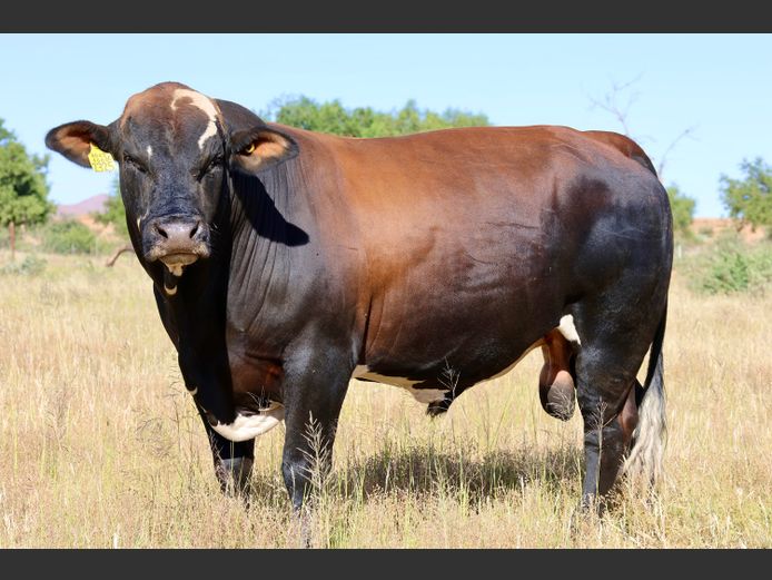 OB2325C | ZINKEV SIMBRA