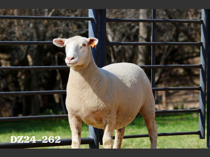 DZ 240262 | 2 STEYNS BOERDERY
