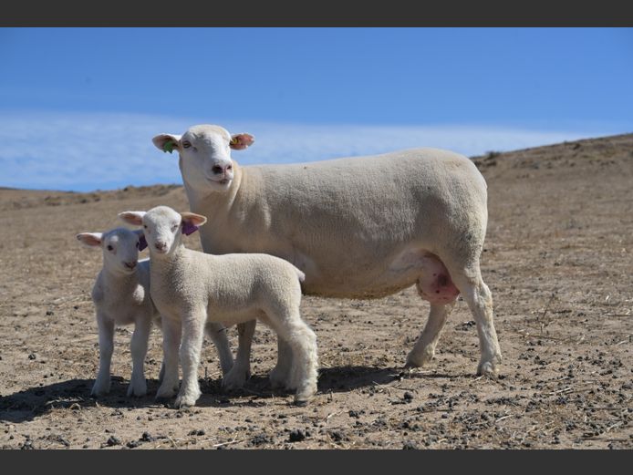 VS 230029 | VREDESIG FORBES